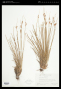 Juncus parryi Engelm.