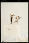 Trichomanes kapplerianum Sturm
