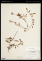 Microgramma piloselloides (L.) Copel.
