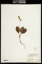 CHRB Herbarium Image