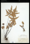 Doryopteris pedata (L.) Fée