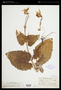 Arnica cordifolia Hook.