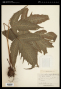 Tectaria heracleifolia (Willd.) Underw.