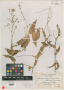 Tradescantia chiapensis Standl.