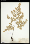 Adiantum tenerum Sw.