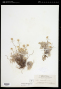Antennaria umbrinella Rydb.