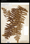 Cyathea aspera (L.) Sw.