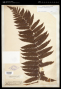 Cyathea aspera (L.) Sw.