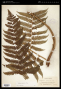 Cyathea aspera (L.) Sw.