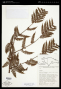 Alsophila fulgens (C.Chr.) D.S.Conant