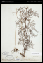 Odontosoria wrightiana Maxon