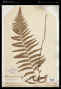 Thelypteris concinna (Willd.) Ching