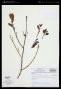Phoradendron affine (Pohl ex DC.) Engl. & K.Krause