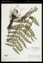 Asplenium flabellatum Kunze