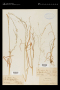 Poa alsodes A.Gray