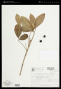 Vitex megapotamica (Spreng.) Moldenke