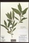 Solanum pseudocapsicum L.