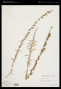 Calycadenia truncata subsp. truncata