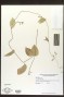 Allotoonia agglutinata (Jacq.) J.F.Morales & J.K.Williams