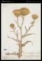 Cirsium canescens Nutt.