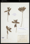 Rondeletia sylvestris S.Moore