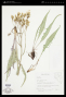 Crepis acuminata Nutt.