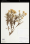 Ericameria bloomeri (A.Gray) J.F.Macbr.