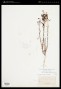 Penstemon ambiguus var. laevissimus (D.D.Keck) N.H.Holmgren