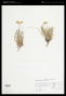 Erigeron linearis (Hook.) Piper