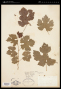 Vitis