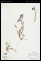 Penstemon caryi Pennell