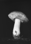 Leccinum scabrum (Bull.:Fr.) Gray