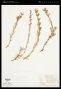 Penstemon deustus var. pedicellatus M.E.Jones