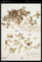Solanum triflorum Nutt.