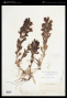 Penstemon eriantherus Pursh