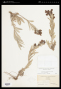 Penstemon eriantherus Pursh