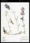 Penstemon elegantulus Pennell