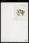 Ascophyllum mackayi (W.B.Turner) Holmes & Batters