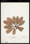 Buchenavia pallidovirens Cuatrec.
