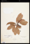 Buchenavia pallidovirens Cuatrec.