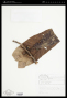 Gustavia pulchra Miers