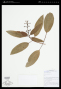 Miconia ciliata (Rich.) DC.