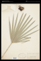 Chamaerops humilis L.