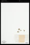 Entocladia flustrae (Reinke) W.R.Taylor