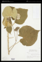 Abutilon umbelliflorum A.St.-Hil.