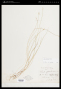 Carex interior L.H.Bailey