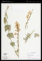 Penstemon palmeri A.Gray var. palmeri