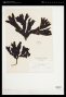 Fucus evanescens C.Agardh
