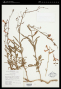 Penstemon rostriflorus Kellogg