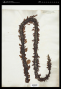 Egregia menziesii (W.B.Turner) Aresch.